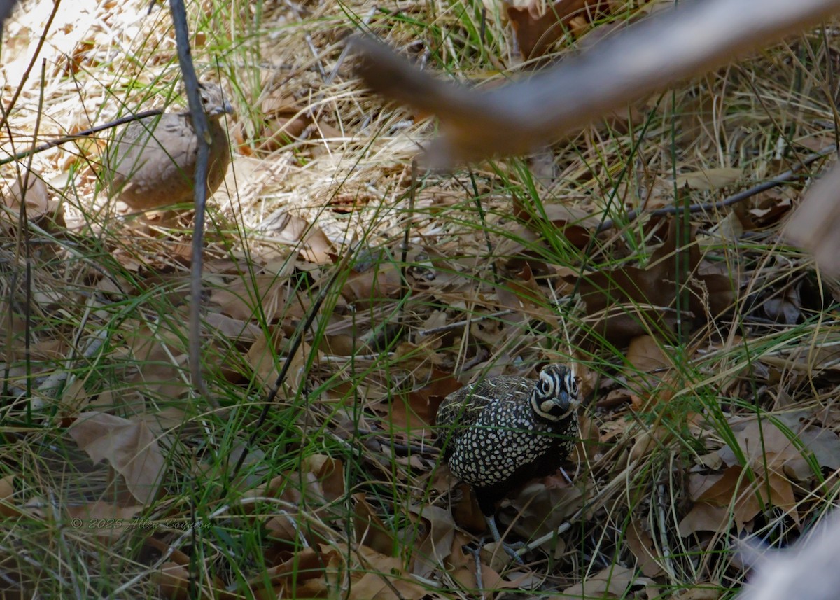 シロマダラウズラ - ML642495357