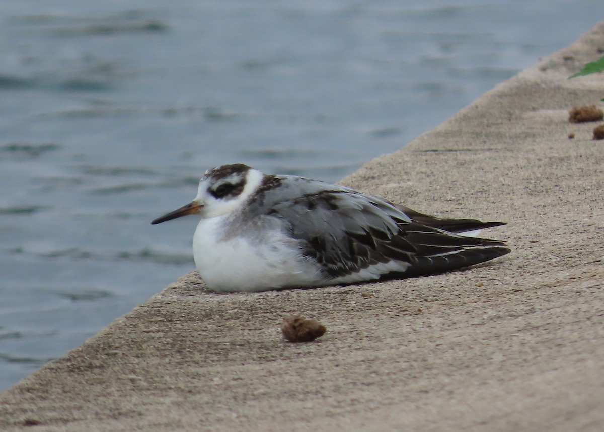 Red Phalarope - ML642495385