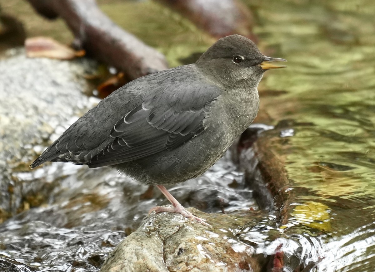 American Dipper - ML642495418