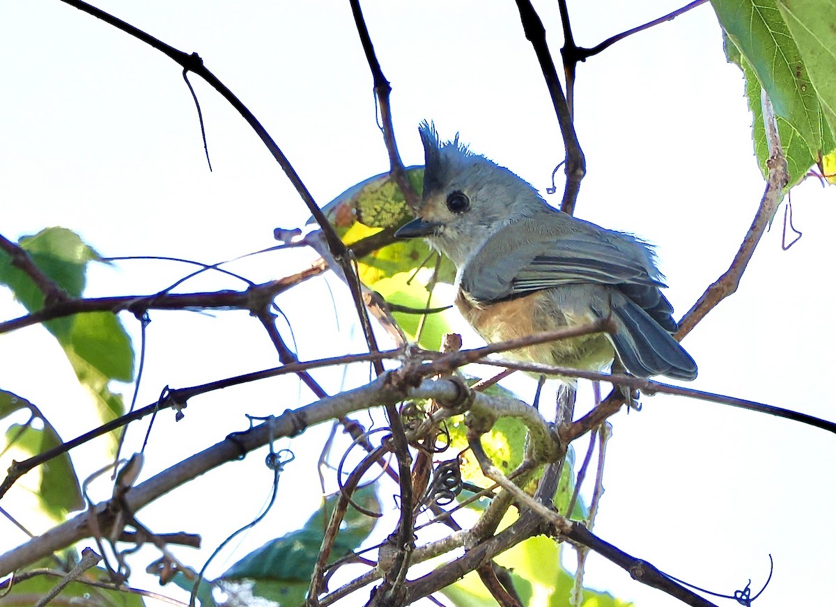 Tufted x Black-crested Titmouse (hybrid) - ML642495421