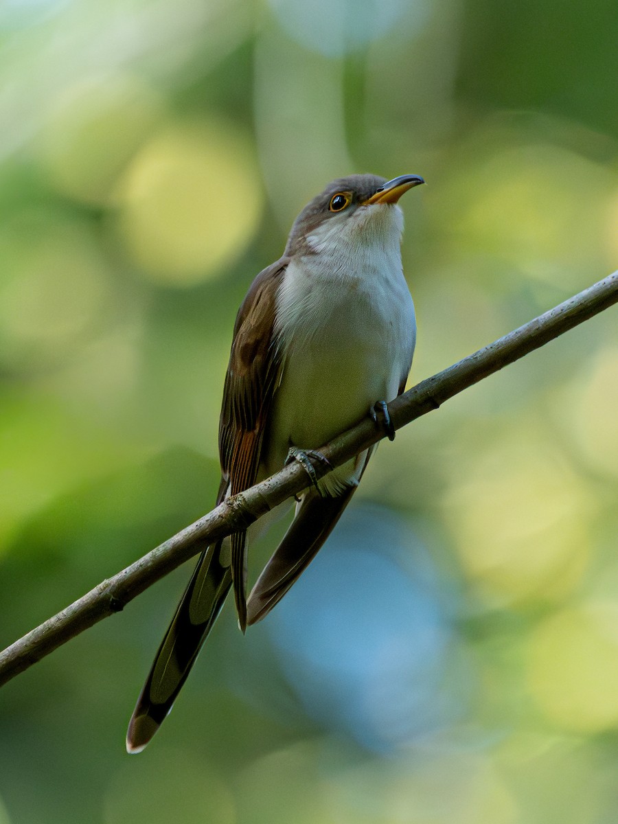 Yellow-billed Cuckoo - ML642495430