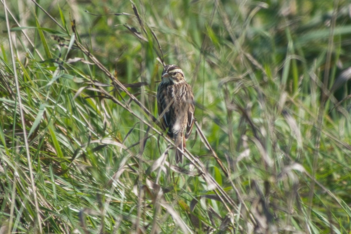 Clay-colored Sparrow - ML642495461