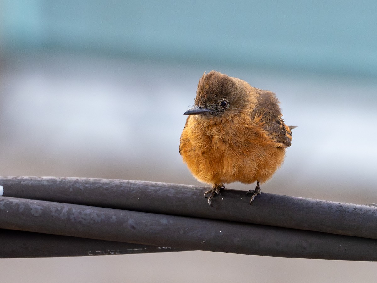 Cliff Flycatcher - ML642495545