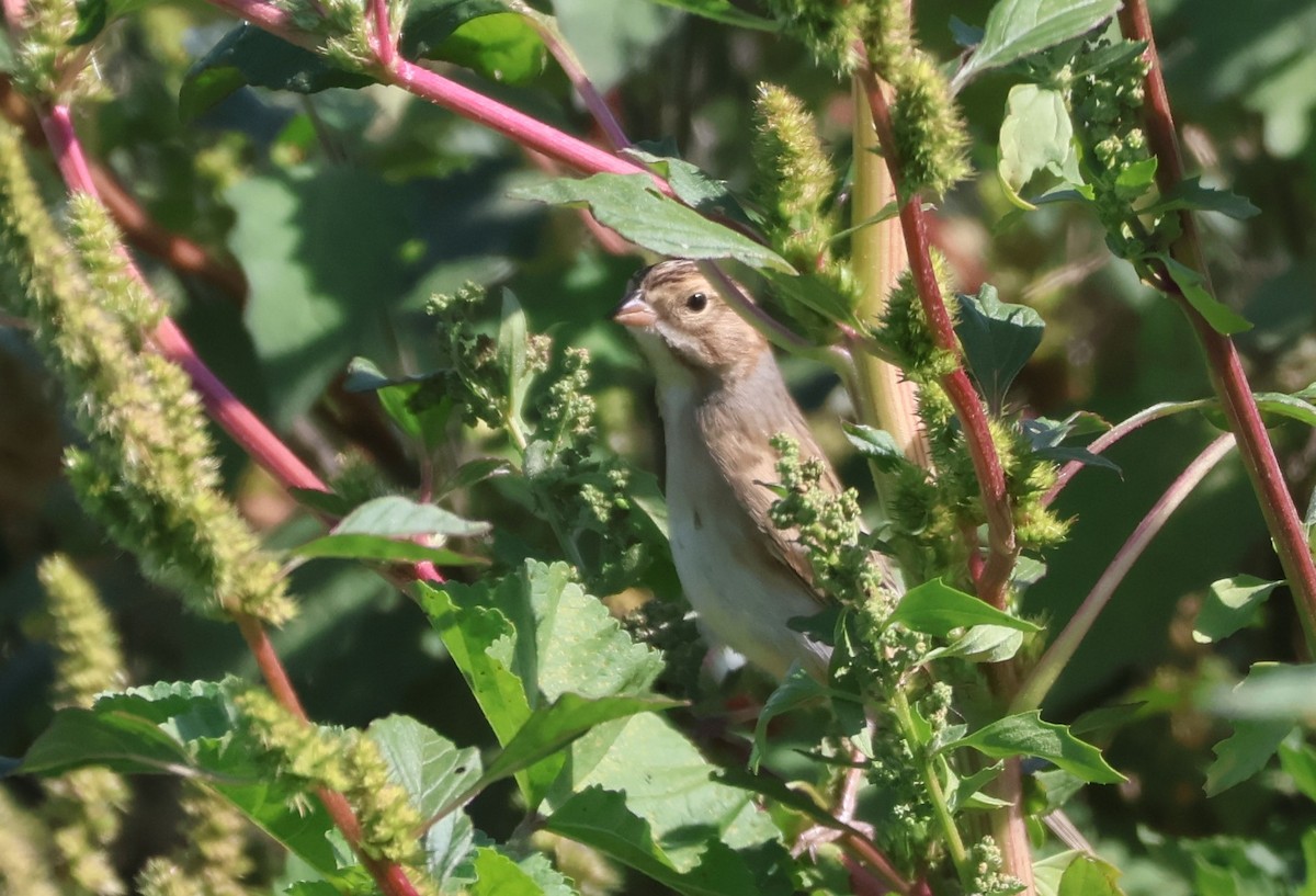 Clay-colored Sparrow - ML642495607