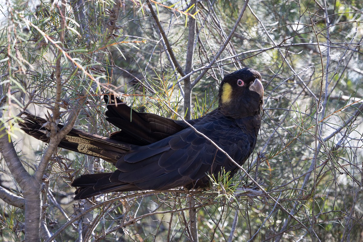 キイロオクロオウム - ML642495630