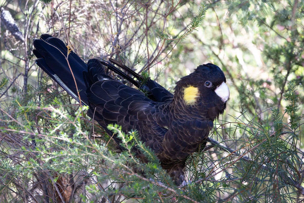 キイロオクロオウム - ML642495632