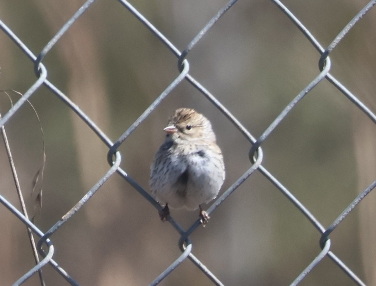 Chipping Sparrow - ML642495642
