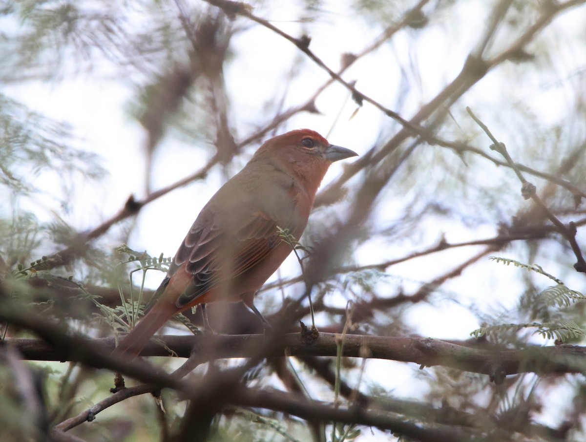 Hepatic Tanager - ML642495687