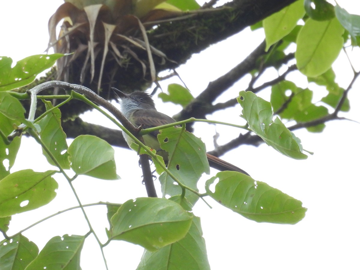 Dusky-capped Flycatcher - ML642495688