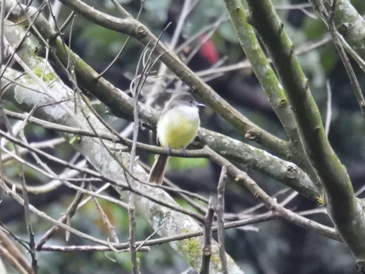 Dusky-capped Flycatcher - ML642495689