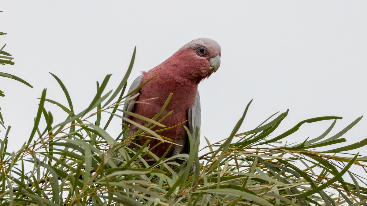 Cacatúa Galah - ML642495729