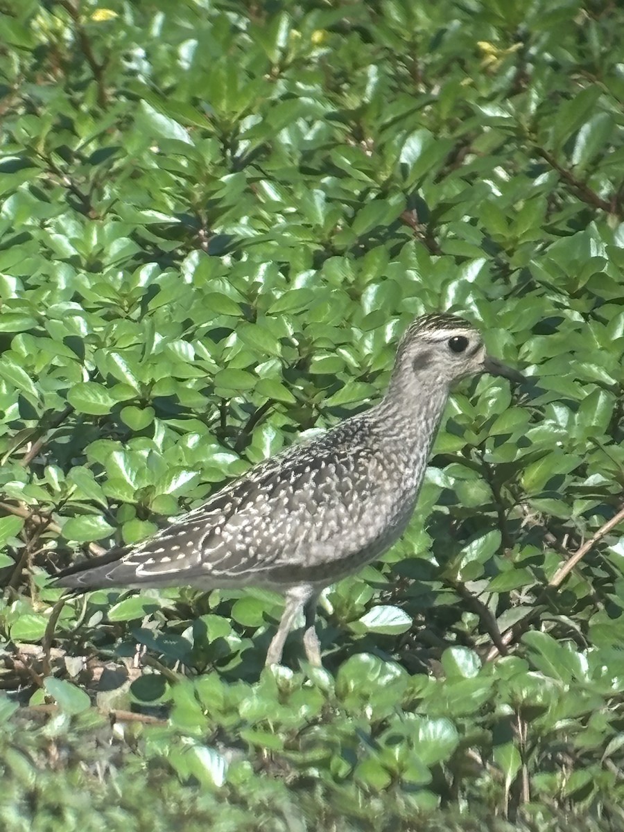 American Golden-Plover - ML642495778