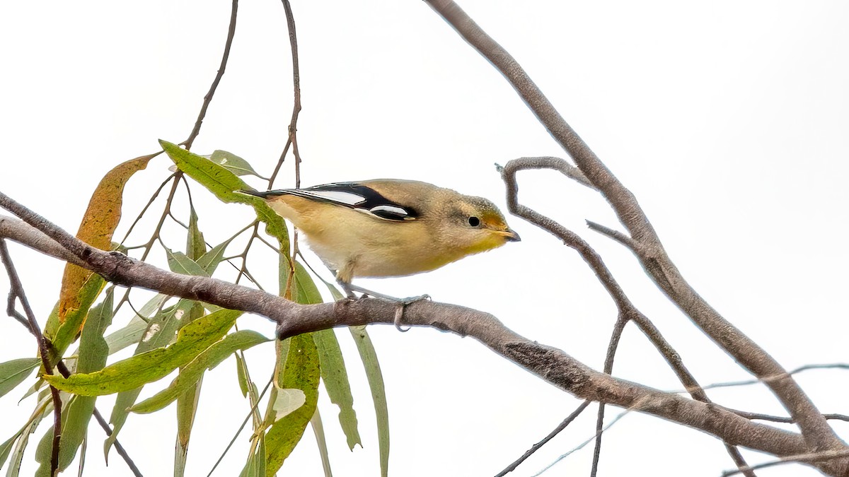 Pardalote Estriado - ML642495780