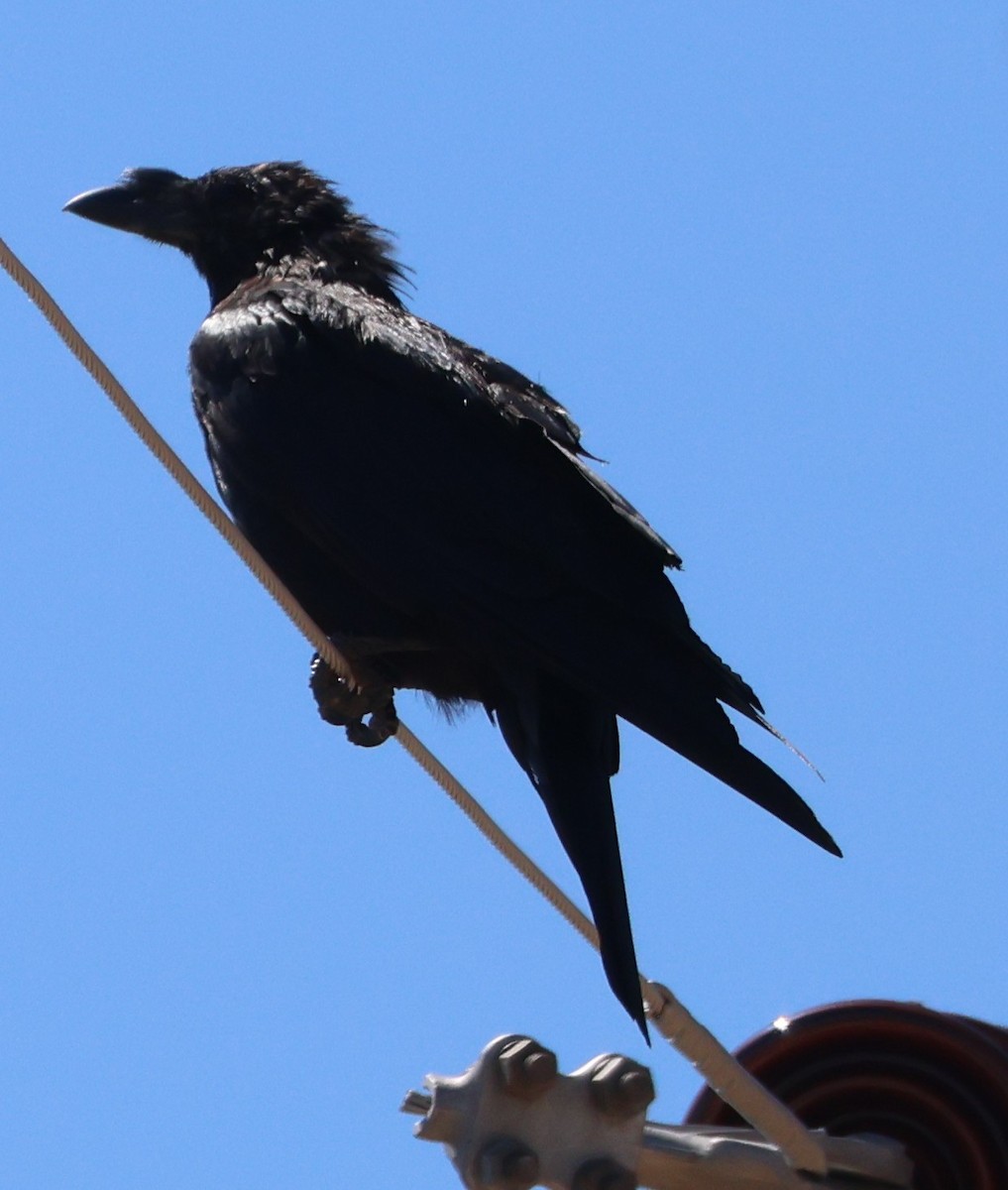 Chihuahuan Raven - ML642495815