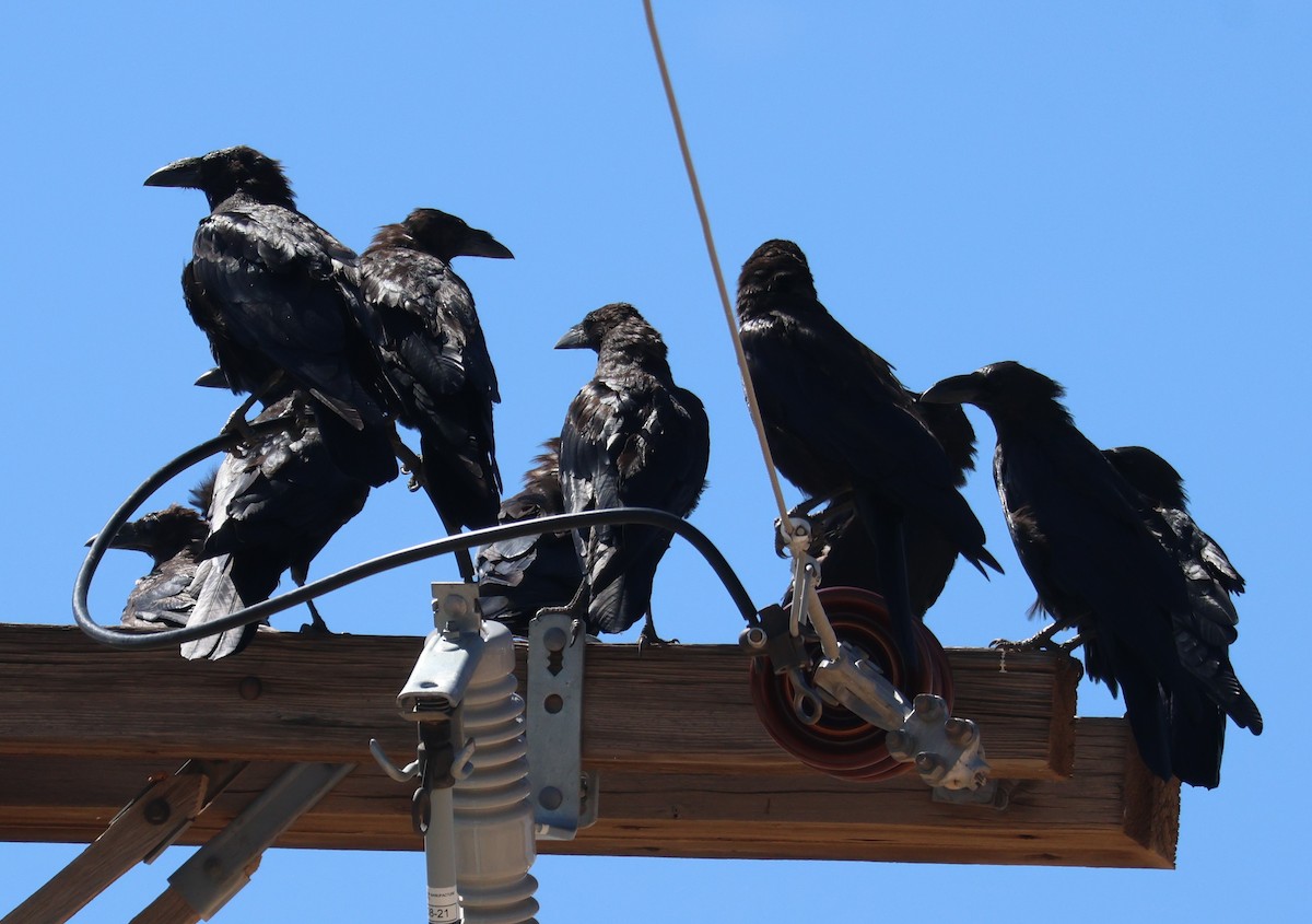 Chihuahuan Raven - ML642495816
