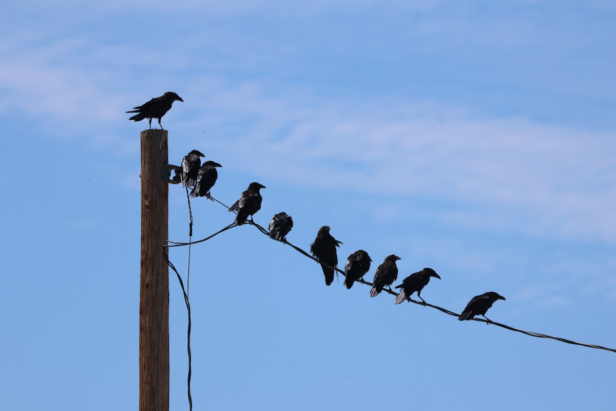 Chihuahuan Raven - ML642495817