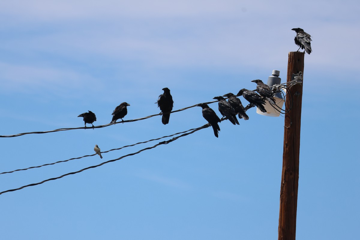 Chihuahuan Raven - ML642495818