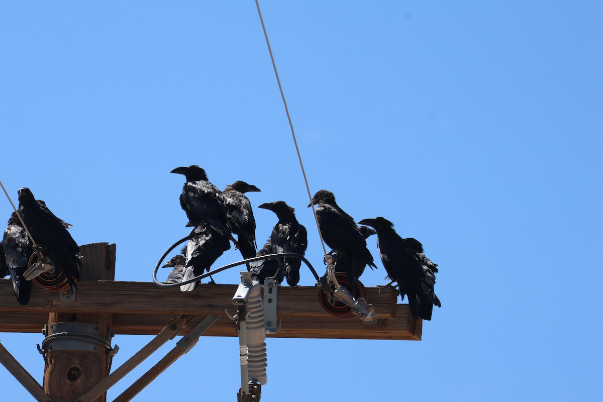 Chihuahuan Raven - ML642495819