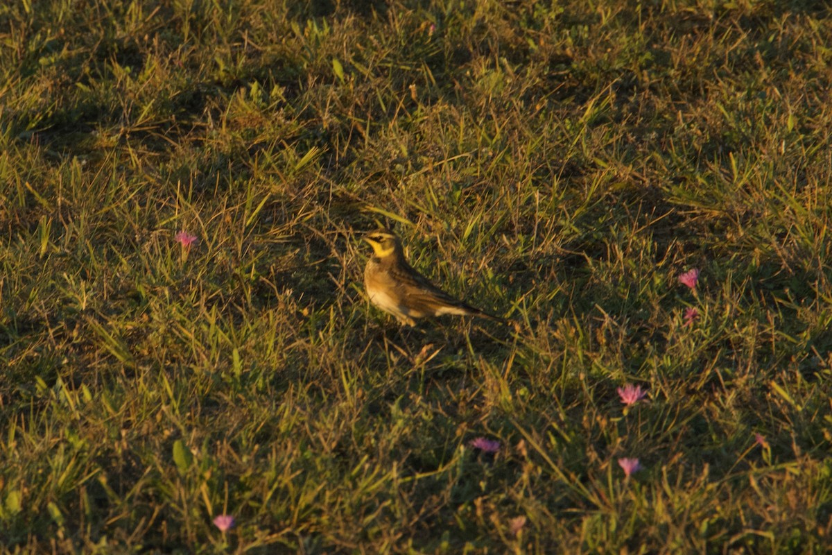 Horned Lark - ML642495839
