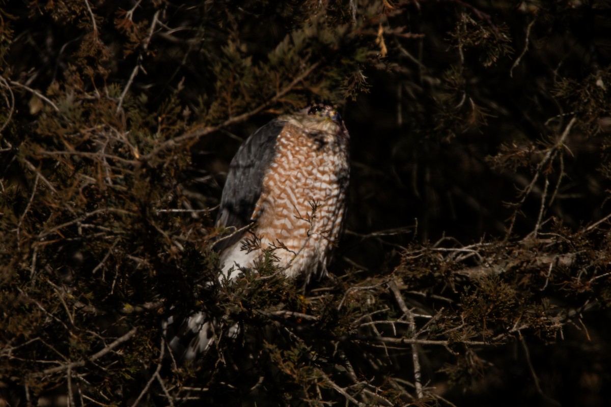 Cooper's Hawk - ML642495861