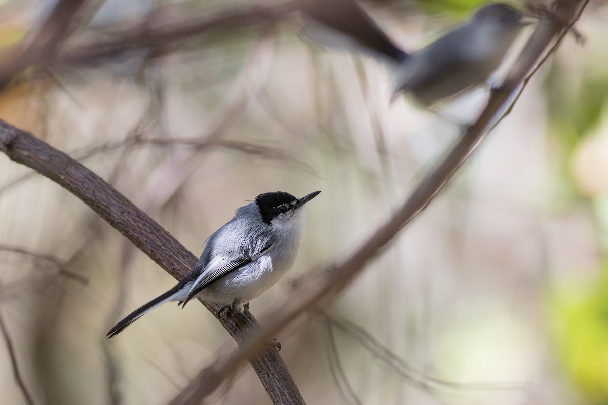White-lored Gnatcatcher - ML642495944