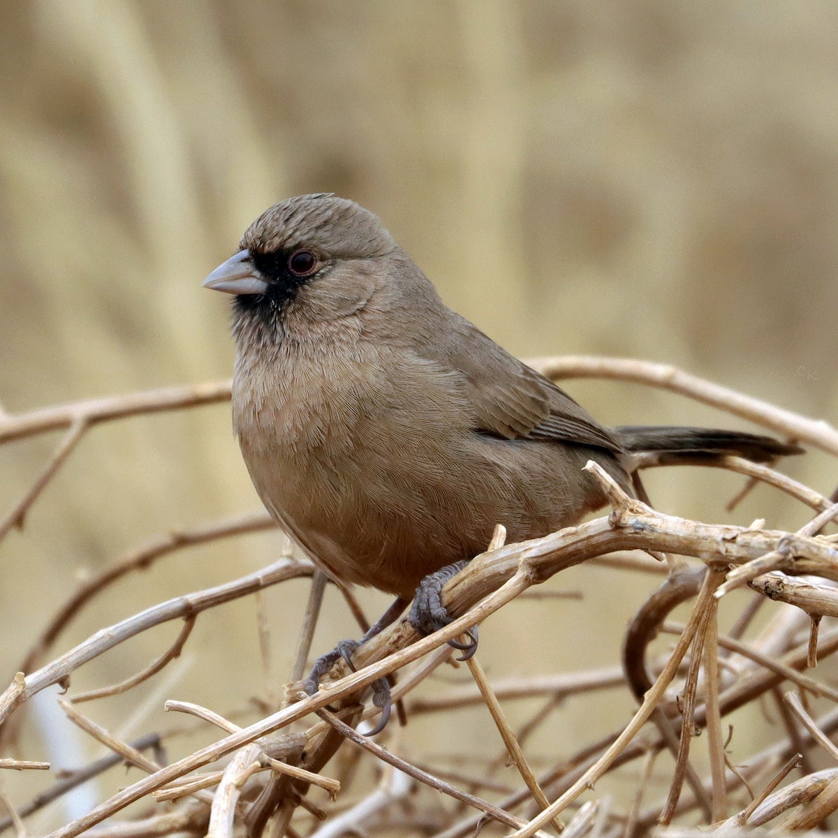 Abert's Towhee - ML642495956