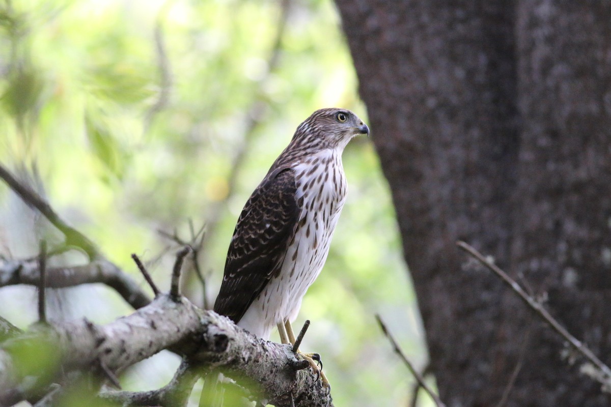 Cooper's Hawk - ML642495967