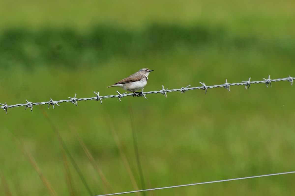 White-fronted Chat - ML642495972