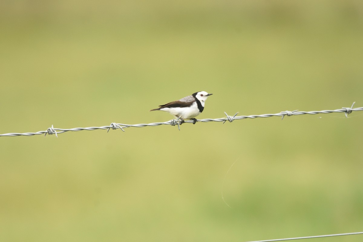 White-fronted Chat - ML642495973