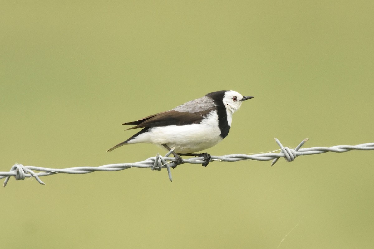 White-fronted Chat - ML642495981