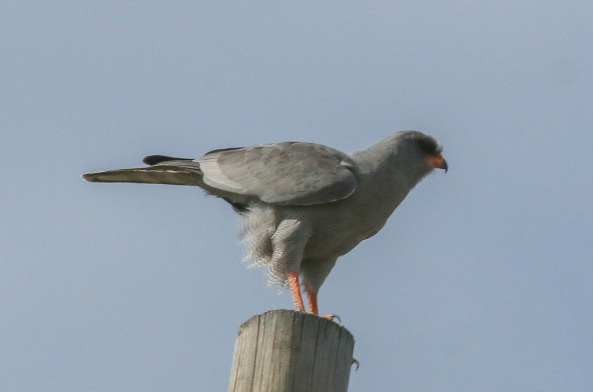 mørksanghauk - ML642495984