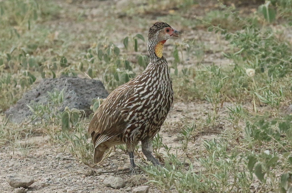 gulstrupefrankolin - ML642495992