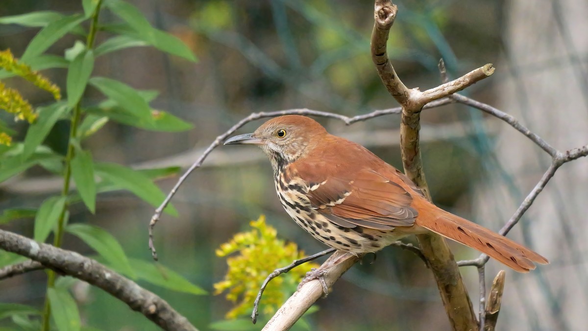 Brown Thrasher - ML642496056