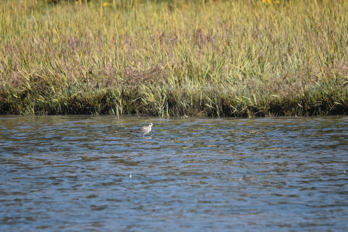 Black-bellied Plover - ML642496059