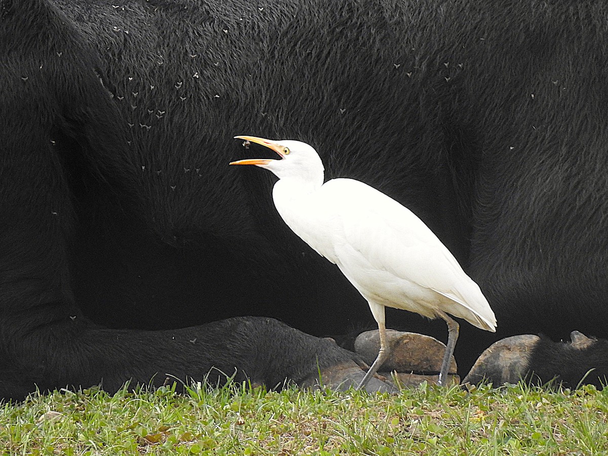 Western Cattle-Egret - ML642496062