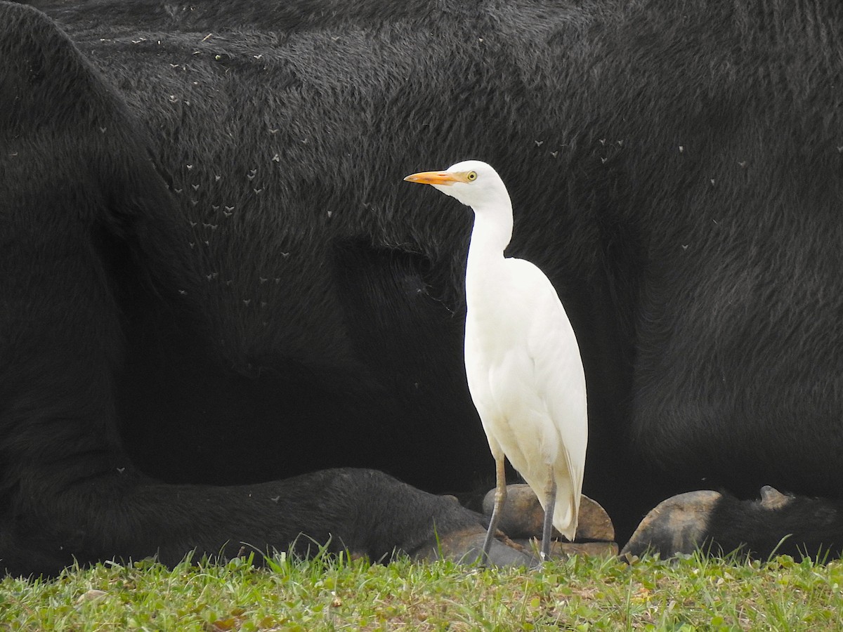 Western Cattle-Egret - ML642496063