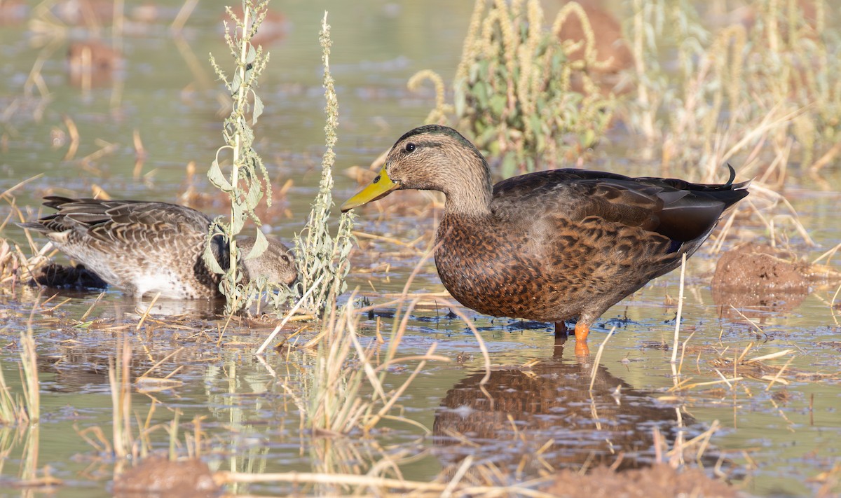 Mallard x Mexican Duck (hybrid) - ML642496086