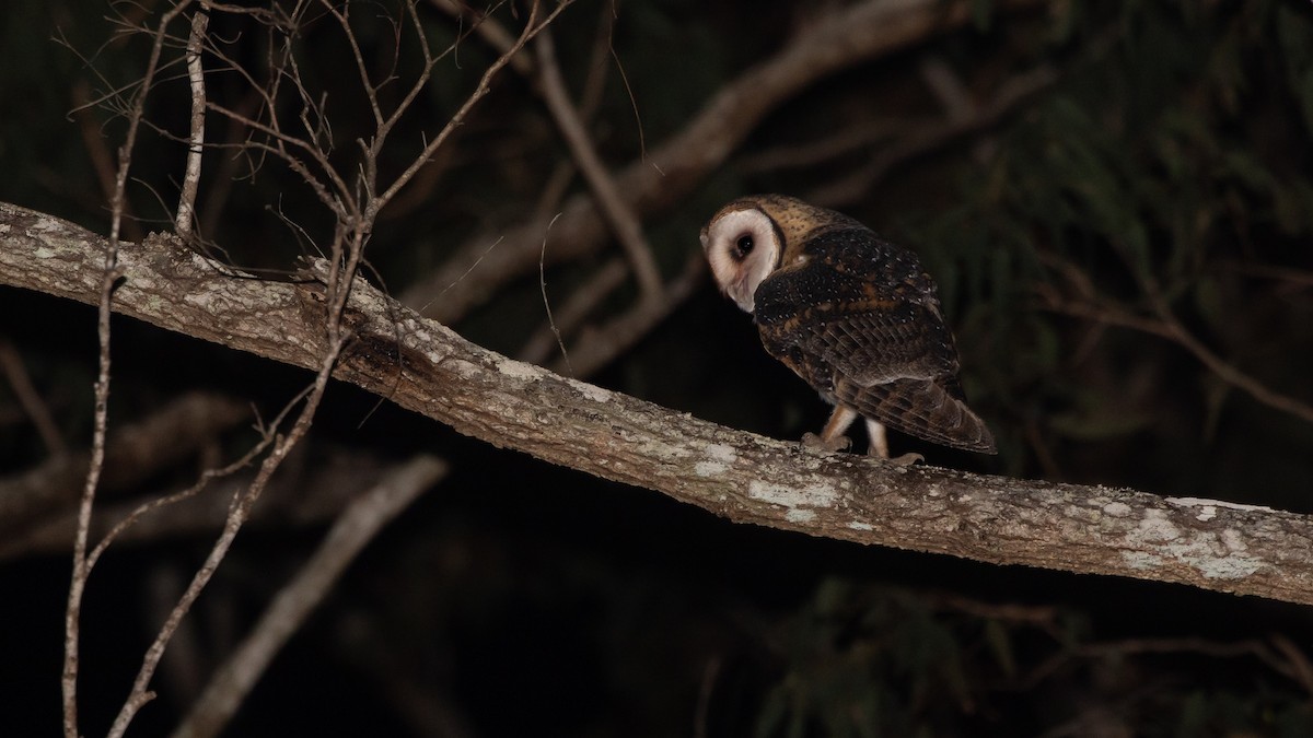 Australian Masked-Owl - ML642496087