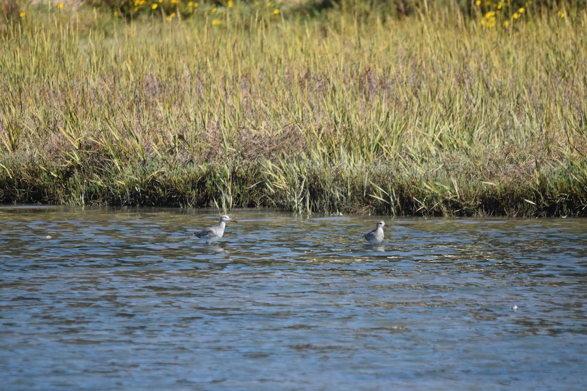 Willet - ML642496096