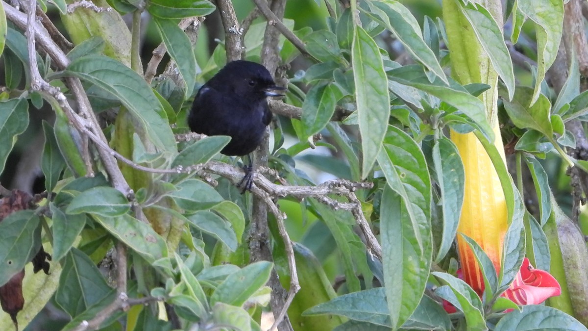 Black Flowerpiercer - ML642496097
