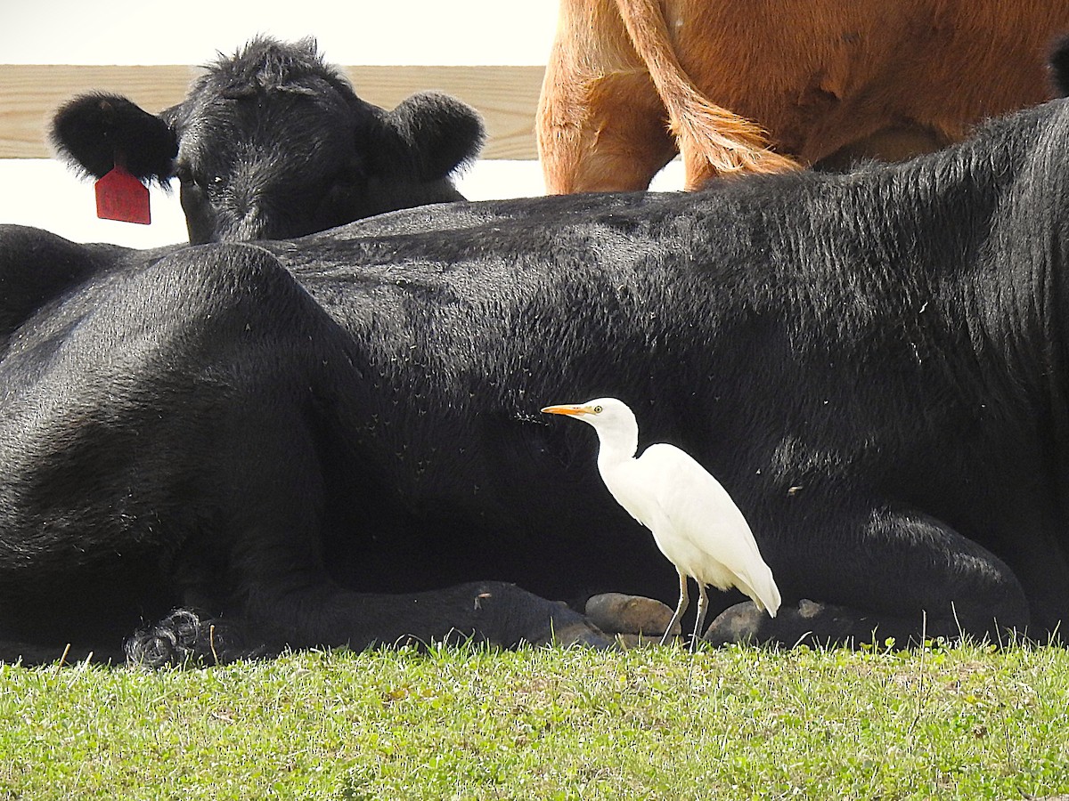 Western Cattle-Egret - ML642496117