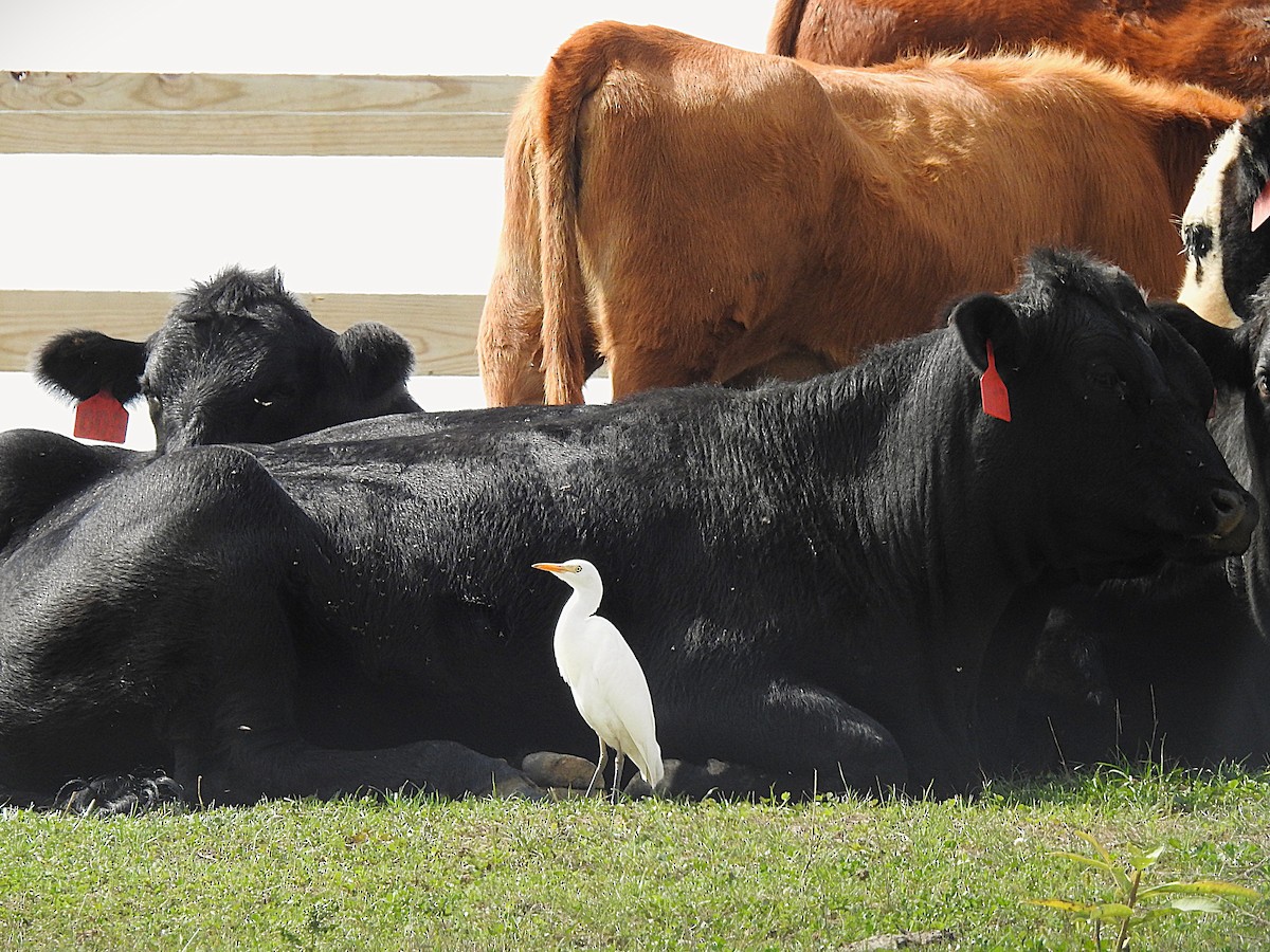 Western Cattle-Egret - ML642496118