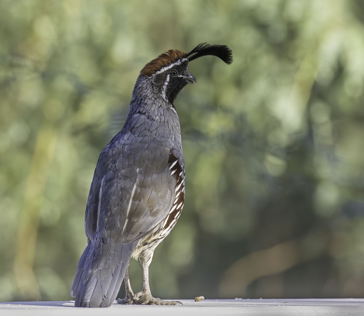 Gambel's Quail - ML642496142