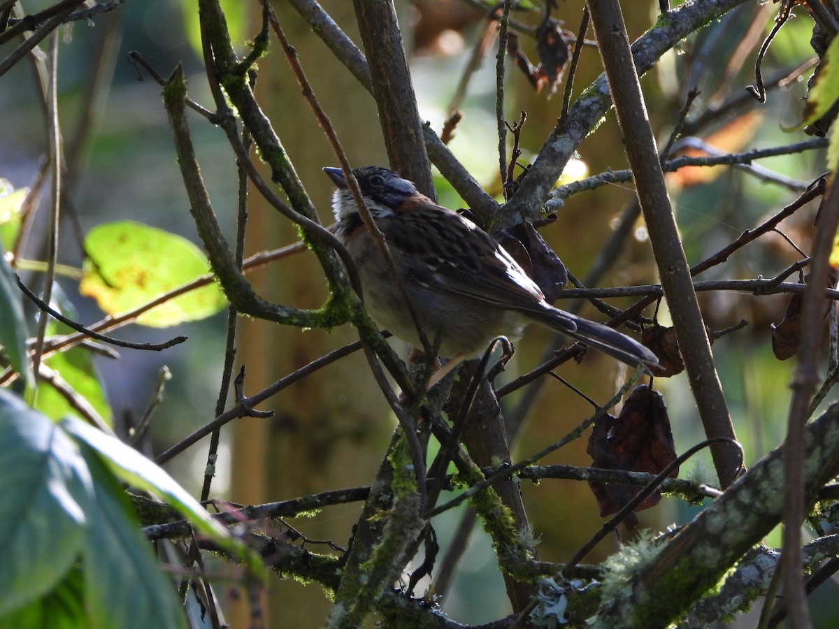 Rufous-collared Sparrow - ML642496145