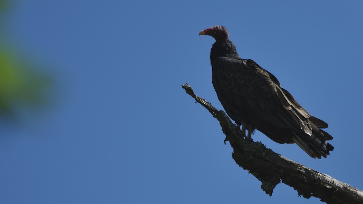 Turkey Vulture - ML642496160