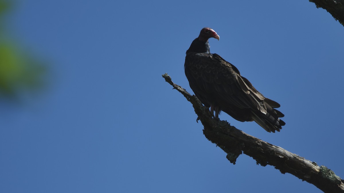 Turkey Vulture - ML642496161