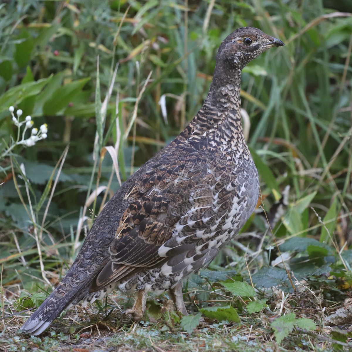 Sooty Grouse - ML642496165