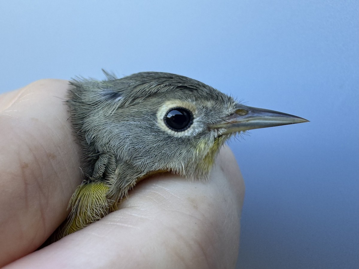 Nashville Warbler (ruficapilla) - ML642496177