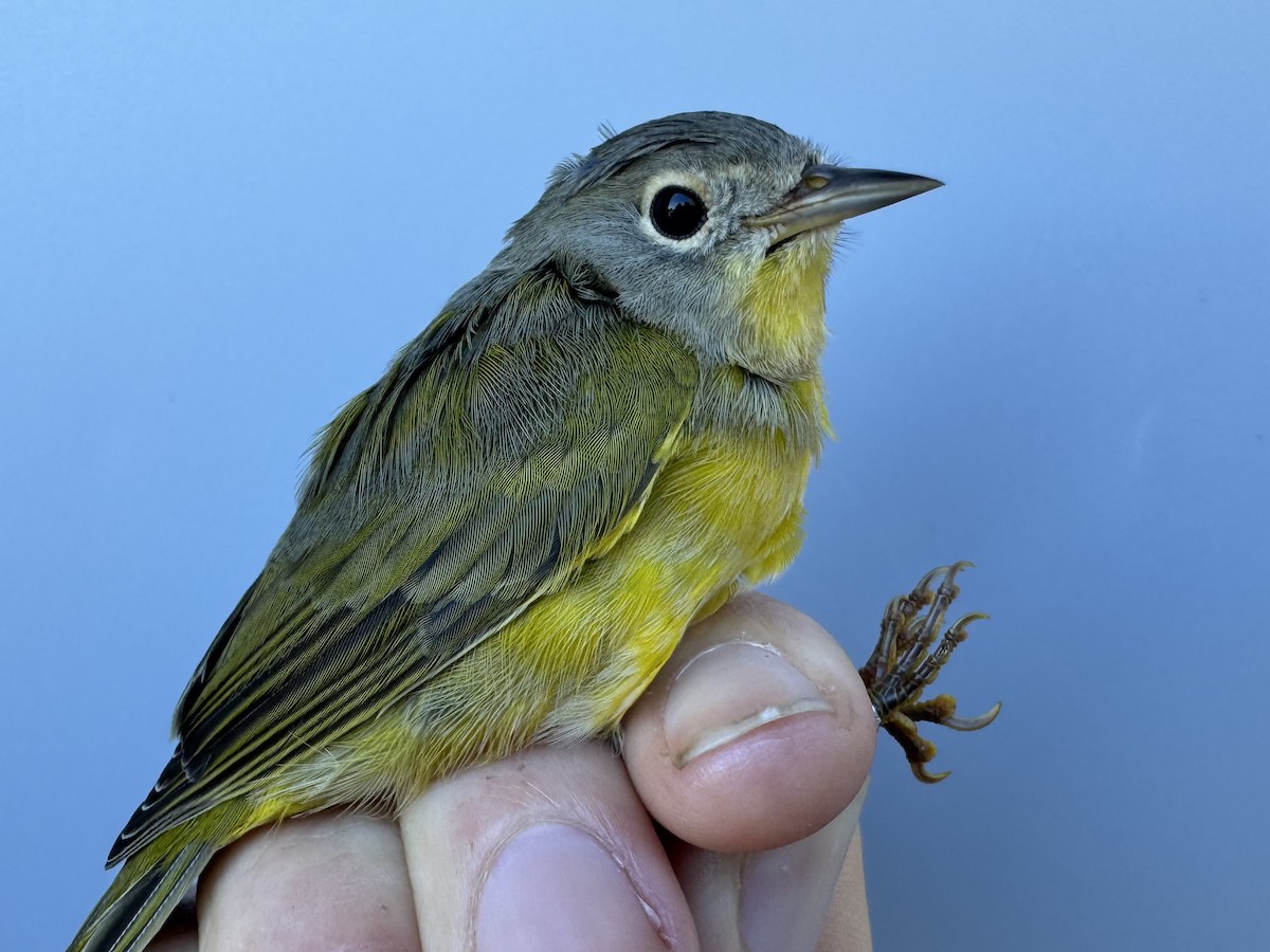 Nashville Warbler (ruficapilla) - ML642496178