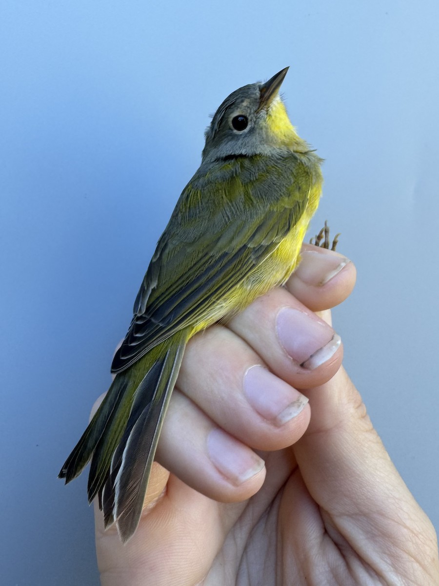 Nashville Warbler (ruficapilla) - ML642496179